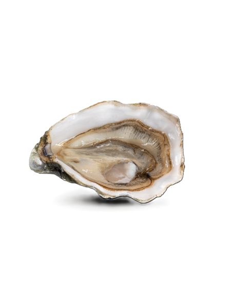 HUITRES FINE DE CLAIRE - N2/12