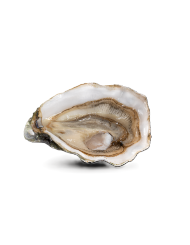 HUITRES FINE DE CLAIRE - N2/24