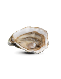 HUITRES FINE DE CLAIRE - N2/48