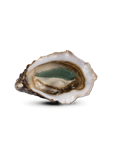 HUITRES SPECIALE DE CLAIRE VERTE - N3/24